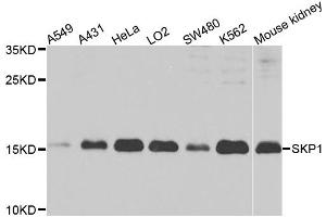 Western blot analysis of extracts of various cell lines, using SKP1 antibody (ABIN1874792) at 1:1000 dilution. (SKP1 Antikörper)