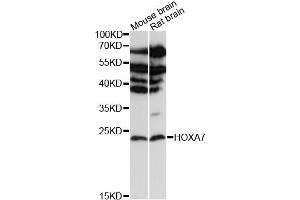 Western blot analysis of extracts of various cell lines, using HOXA7 antibody (ABIN6290494) at 1:3000 dilution. (HOXA7 Antikörper)