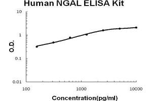 Human Lipocalin-2/NGAL PicoKine ELISA Kit standard curve