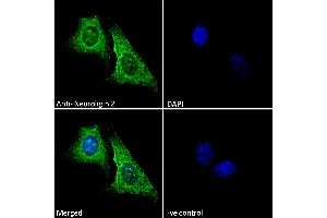Immunofluorescence (IF) image for anti-Neuroligin 2 (NLGN2) (Internal Region) antibody (ABIN190848)