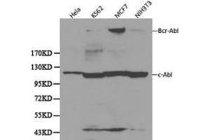 Western Blotting (WB) image for anti-C-Abl Oncogene 1, Non-Receptor tyrosine Kinase (ABL1) antibody (ABIN1870742)