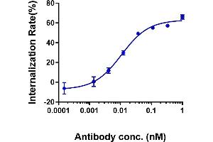 anti-Claudin 6 (CLDN6) antibody