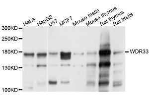 Western blot analysis of extracts of various cell lines, using WDR33 antibody (ABIN5996392) at 1/1000 dilution. (WDR33 Antikörper)