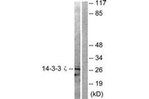 Western blot analysis of extracts from 293 cells, treated with Forskolin 40nM 30', using 14-3-3 zeta (Ab-58) Antibody. (14-3-3 zeta Antikörper  (AA 24-73))