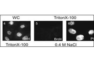 Subnuclear distribution of cellular proteins. (BRD4 Antikörper  (C-Term))