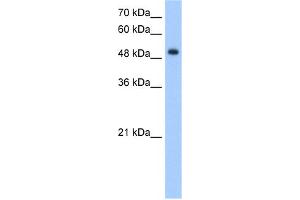 WB Suggested Anti-DNER Antibody Titration:  5. (DNER Antikörper  (Middle Region))