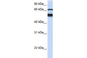 WB Suggested Anti-DKFZP564J0863 Antibody Titration:  0. (ATL3 Antikörper  (Middle Region))