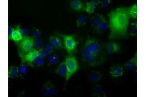 Anti-C17orf28 mouse monoclonal antibody (ABIN2452858) immunofluorescent staining of COS7 cells transiently transfected by pCMV6-ENTRY C17orf28 (RC206740). (HID1/DMC1 Antikörper)