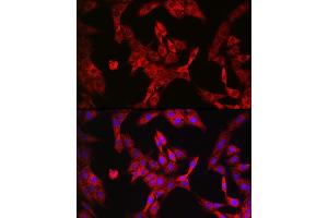 Immunofluorescence analysis of PC-12 cells using LDHA Rabbit mAb  at dilution of 1:100 (40x lens). (Lactate Dehydrogenase A Antikörper)