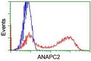 HEK293T cells transfected with either RC207539 overexpress plasmid (Red) or empty vector control plasmid (Blue) were immunostained by anti-ANAPC2 antibody (ABIN2454936), and then analyzed by flow cytometry.