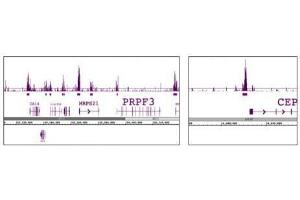 Histone H3 phospho Thr11 pAb tested by ChIP-Seq. (Histone 3 Antikörper  (pThr11))
