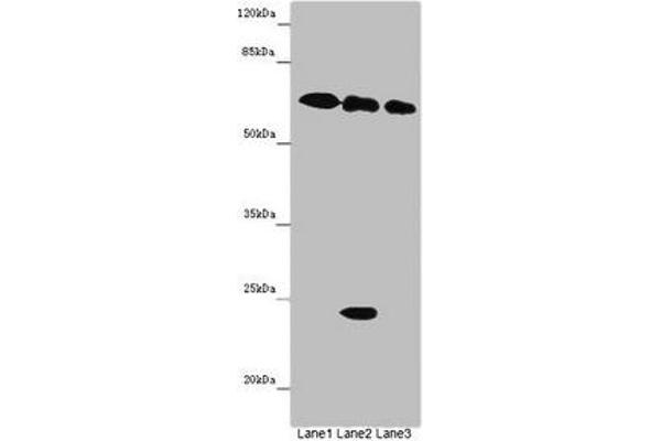 TOX3 Antikörper  (AA 8-305)