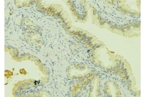 ABIN6273068 at 1/100 staining Mouse colon tissue by IHC-P. (PRSS8 Antikörper  (Internal Region))