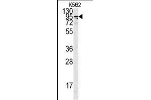 Western blot analysis of anti-ACE2 C-term Pab f in K562 cell line lysates (35 μg/lane). (ACE2 Antikörper  (C-Term))