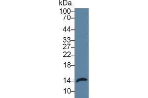 Western Blot; Sample: Rat Small intestine lysate; Primary Ab: 2µg/ml Rabbit Anti-Rat REG3a Antibody Second Ab: 0.