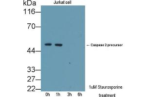 Detection of CASP2 in lysates of Jurkat cell line using Polyclonal Antibody to Caspase 2 (CASP2) (Caspase 2 Antikörper  (AA 334-452))