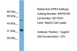 WB Suggested Anti-YIPF2  Antibody Titration: 0. (YIPF2 Antikörper  (Middle Region))