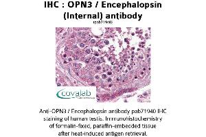 Image no. 2 for anti-Opsin 3 (OPN3) (Internal Region) antibody (ABIN1737653)