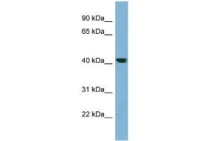 WB Suggested Anti-PLEKHA9 Antibody Titration: 0.