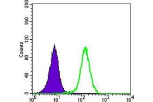 Flow cytometric analysis of K562 cells using STK11 mouse mAb (green) and negative control (purple). (LKB1 Antikörper)