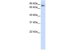 TMCO3 antibody used at 1 ug/ml to detect target protein. (TMCO3 Antikörper  (N-Term))