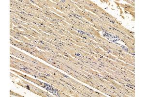 ABIN7096128 and ABIN7100190 at 1/100 staining rat muscle tissue by IHC-P. (KIAA0100/BCOX1 Antikörper)