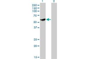 Western Blot analysis of CLK3 expression in transfected 293T cell line by CLK3 monoclonal antibody (M05), clone 1F10.