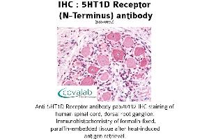 Image no. 1 for anti-Serotonin Receptor 1D (HTR1D) (Extracellular Domain), (N-Term) antibody (ABIN1731353) (5HT1D Antikörper  (Extracellular Domain, N-Term))
