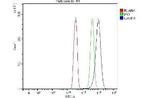 Flow Cytometry analysis of SiHa cells using anti-PTRF/CAVIN1 antibody (ABIN7601817).