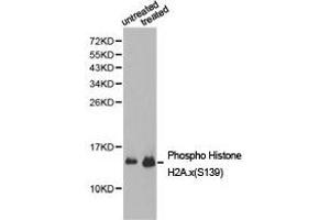 Western Blotting (WB) image for anti-H2A Histone Family, Member X (H2AFX) (pSer139) antibody (ABIN1876747) (H2AFX Antikörper  (pSer139))