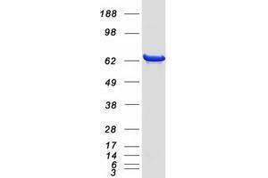 Western Blotting (WB) image for Insulin-Like Growth Factor 2 mRNA Binding Protein 2 (IGF2BP2) (Transcript Variant 1) protein (Myc-DYKDDDDK Tag) (ABIN5505666)
