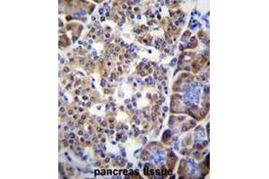 SMYD4 Antibody (C-term) immunohistochemistry analysis in formalin fixed and paraffin embedded human pancreas tissue followed by peroxidase conjugation of the secondary antibody and DAB staining. (SMYD4 Antikörper  (C-Term))