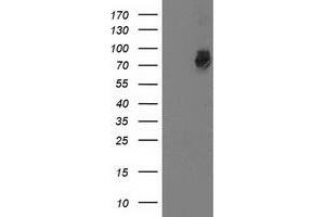 Western Blotting (WB) image for anti-G1 To S Phase Transition 2 (GSPT2) antibody (ABIN1498537) (GSPT2 Antikörper)