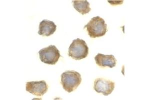Image no. 1 for anti-Toll-Like Receptor 11 (Tlr11) (C-Term) antibody (ABIN204142) (TLR11 Antikörper  (C-Term))