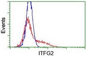 HEK293T cells transfected with either RC200818 overexpress plasmid (Red) or empty vector control plasmid (Blue) were immunostained by anti-ITFG2 antibody (ABIN2454676), and then analyzed by flow cytometry. (ITFG2 Antikörper)