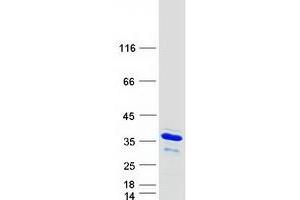 Validation with Western Blot (GFER Protein (Myc-DYKDDDDK Tag))