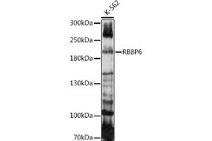 Western blot analysis of extracts of K-562 cells, using RBBP6 antibody (ABIN7269941) at 1:1000 dilution. (RBBP6 Antikörper  (AA 1-118))
