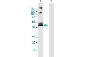 Western Blot analysis of ADRB2 expression in transfected 293T cell line by ADRB2 MaxPab polyclonal antibody.