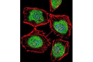 Fluorescent confocal image of Hela cell stained with TBPL2 Antibody (N-term) (ABIN656105 and ABIN2845447). (Tbpl2 Antikörper  (N-Term))