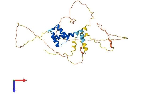 PITX2 Protein (AA 1-317) (His tag)