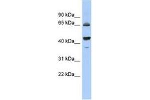 Image no. 1 for anti-Phosphodiesterase 12 (PDE12) (C-Term) antibody (ABIN6743742) (PDE12 Antikörper  (C-Term))
