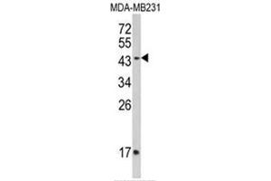 Western blot analysis of IFNGR2 Antibody (C-term) in MDA-MB435 cell line lysates (35ug/lane). (IFNGR2 Antikörper  (C-Term))