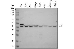Western blot analysis of KIN using anti-KIN antibody (ABIN3042474).