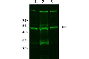 Western Blot of Rabbit anti-xCT antibody Western Blot of Rabbit anti-xCT antibody. (SLC7A11 Antikörper)
