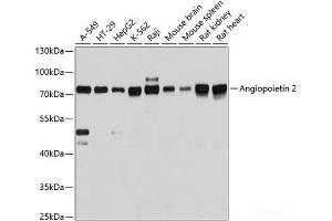 Western blot analysis of extracts of various cell lines using Angiopoietin 2 Polyclonal Antibody at dilution of 1:3000. (Angiopoietin 2 Antikörper)