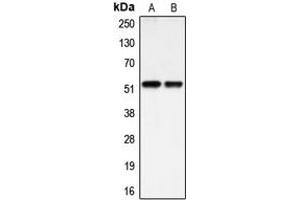 Western blot analysis of BMP3A expression in HEK293T (A), HuvEc (B) whole cell lysates.