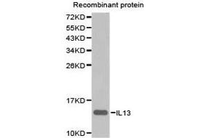 Western blot analysis of extracts of recombinant rotein using IL13 antibody. (IL-13 Antikörper)