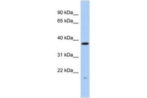 Western Blotting (WB) image for anti-RWD Domain Containing 2A (RWDD2A) antibody (ABIN2463922) (RWDD2A Antikörper)