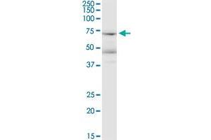 Western Blotting (WB) image for anti-Leucine Rich Repeat Neuronal 1 (LRRN1) (AA 1-716) antibody (ABIN1326915)