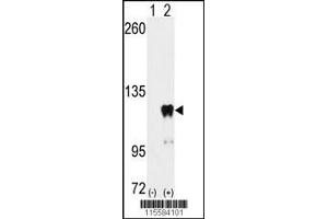 Western blot analysis of PUM2 using PUM2 Antibody (S182) using 293 cell lysates (2 ug/lane) either nontransfected (Lane 1) or transiently transfected with the PUM2 gene (Lane 2). (PUM2 Antikörper  (AA 159-189))